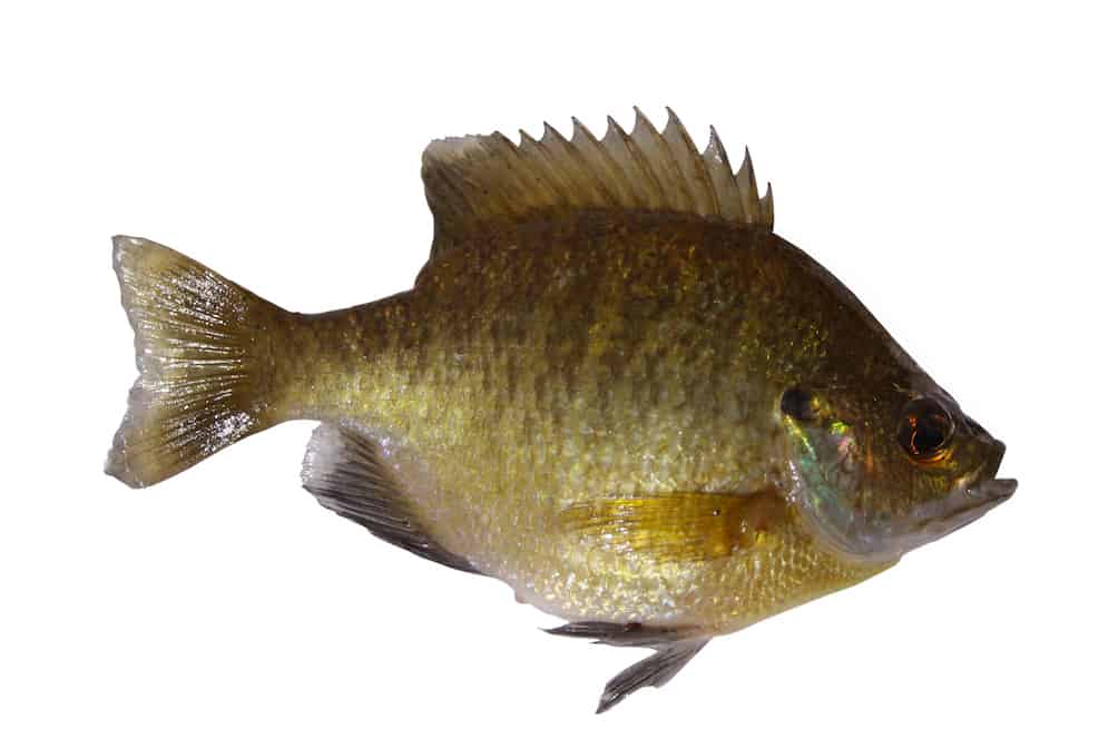 Closeup of a bluegill fish isolated without a background.