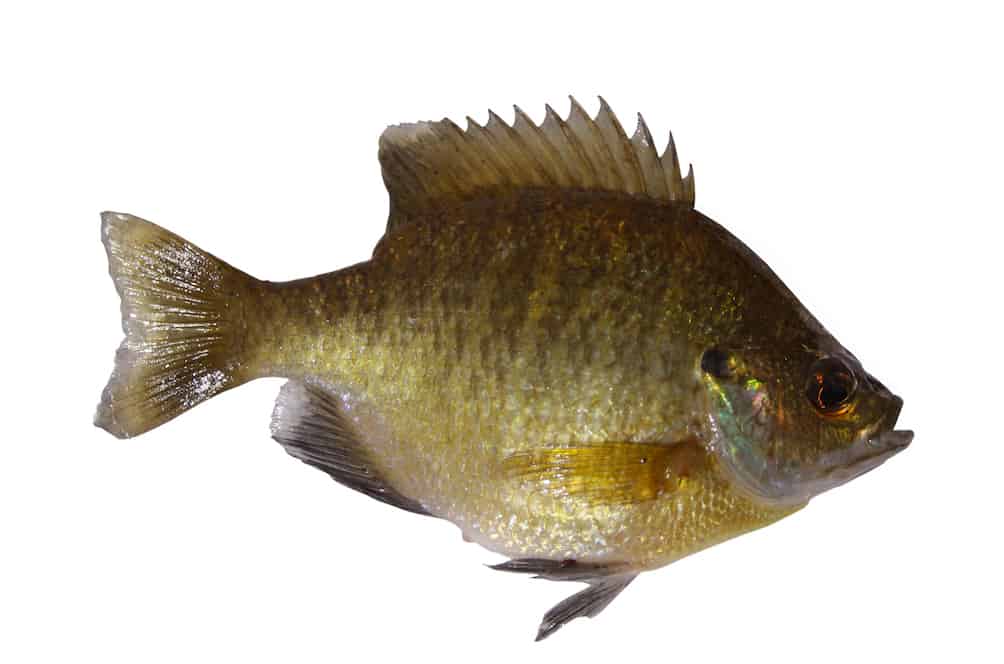 Closeup of a trout tail showing spots and fin rays.
