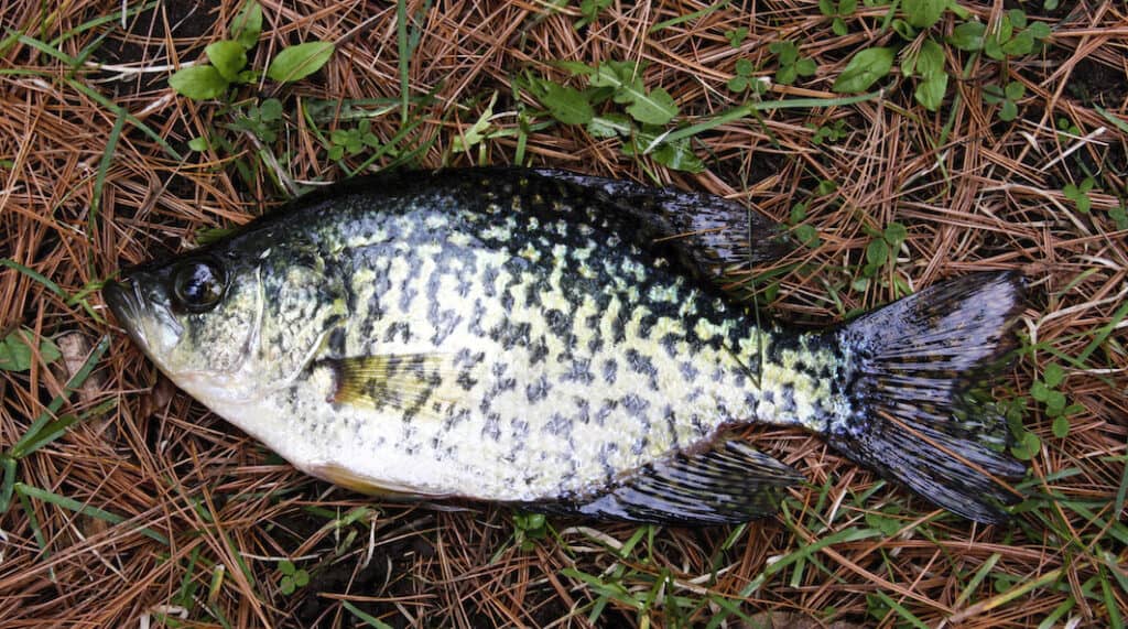 Crappie fish close up laying on a bed of brown pine needles and green leaves.