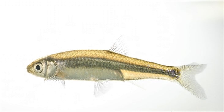 Closeup of a single gizzard shad out of the water.