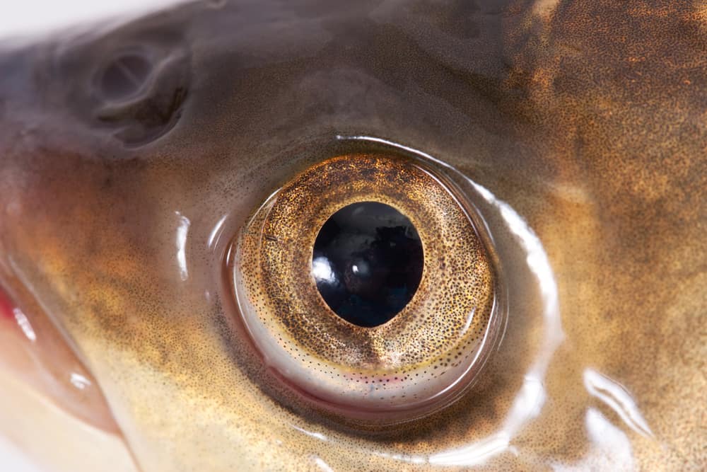 Fish eye very close-up.