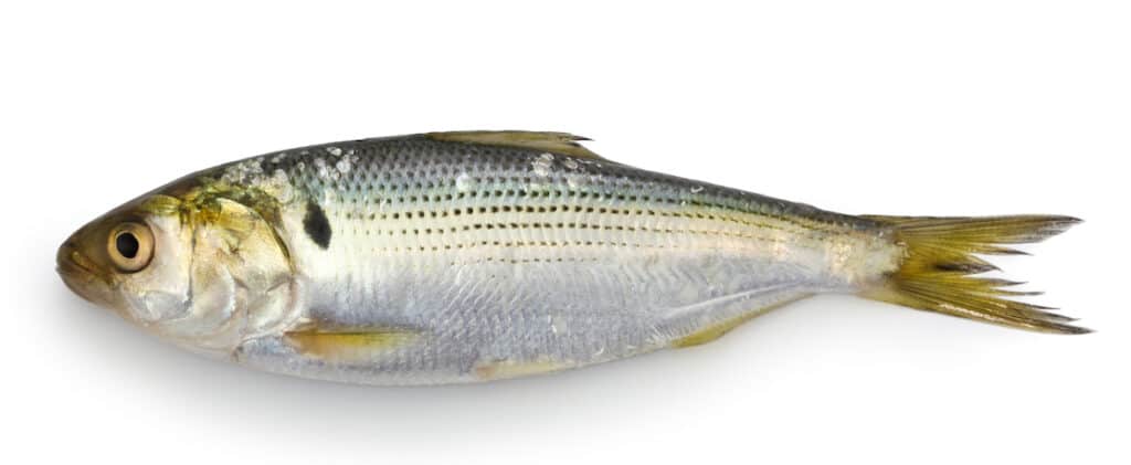 Closeup of a single gizzard shad out of the water.