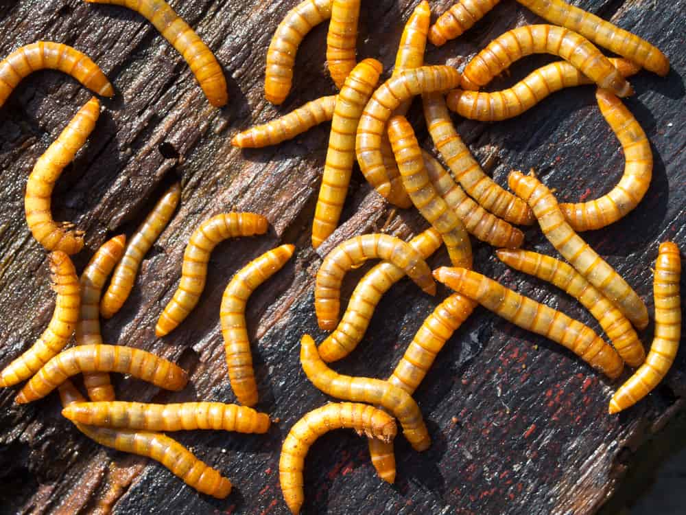 Closeup of yellow mealworms on a wooden background.