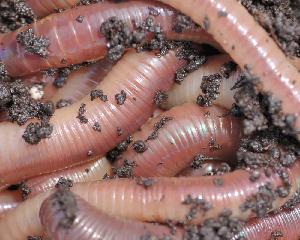Closeup of nightcrawler earth worms used for fishing bait.