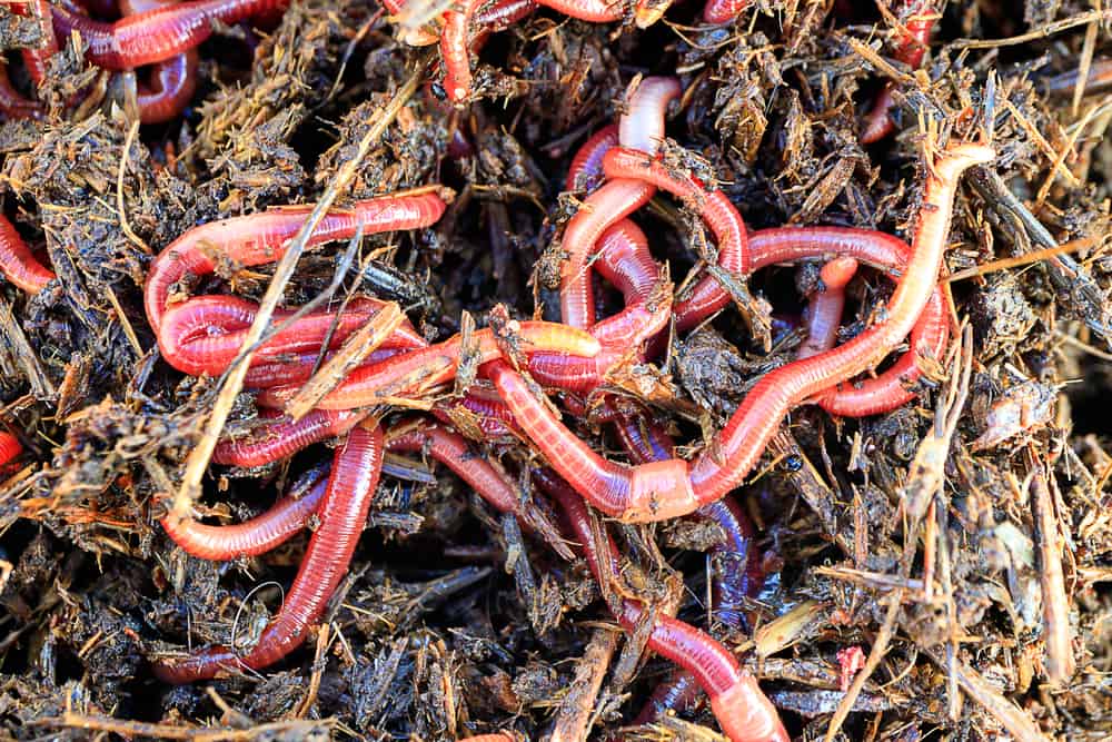 Closeup of a lot of red worms for fishing.