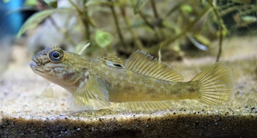 A closeup of a round goby in a fish tank.