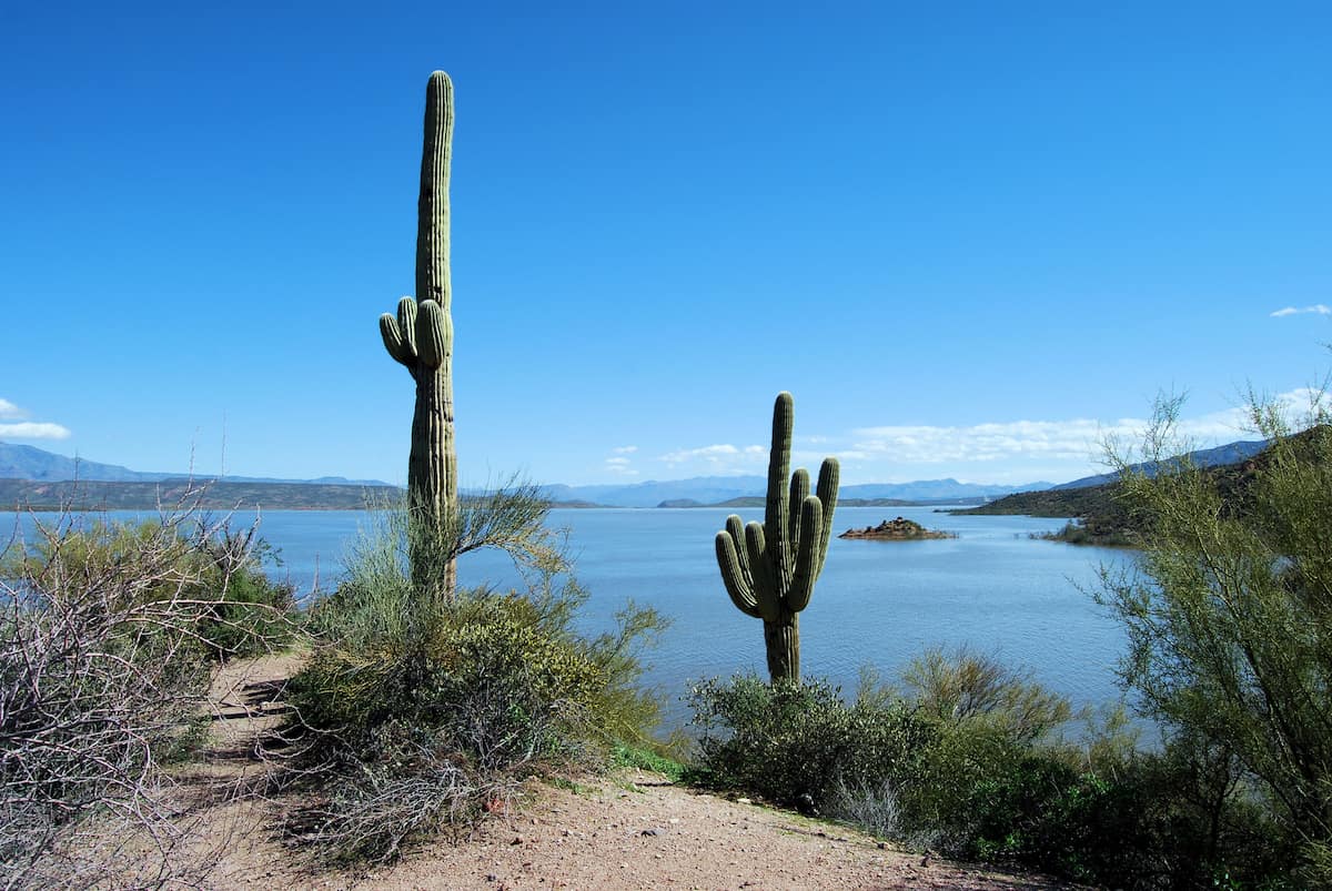 Two cactus plants stand in front of Roosevelt Lake, one of the best fishing lakes in Arizona.