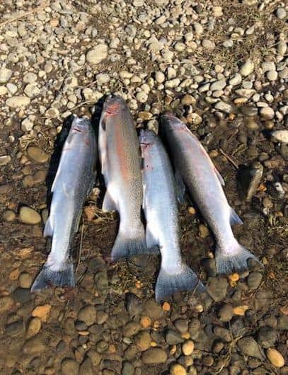 Four hatchery steelhead caught and harvested and laying on a gravel river bank.