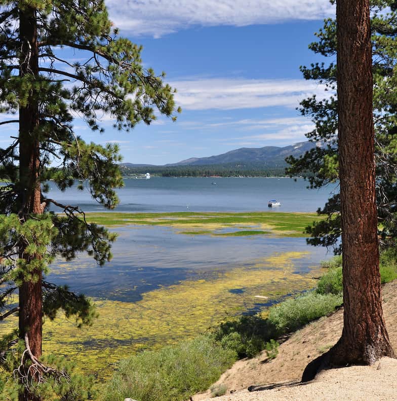A fishing boat nears shore on Big Bear Lake, with large pine trees framing the photograph.