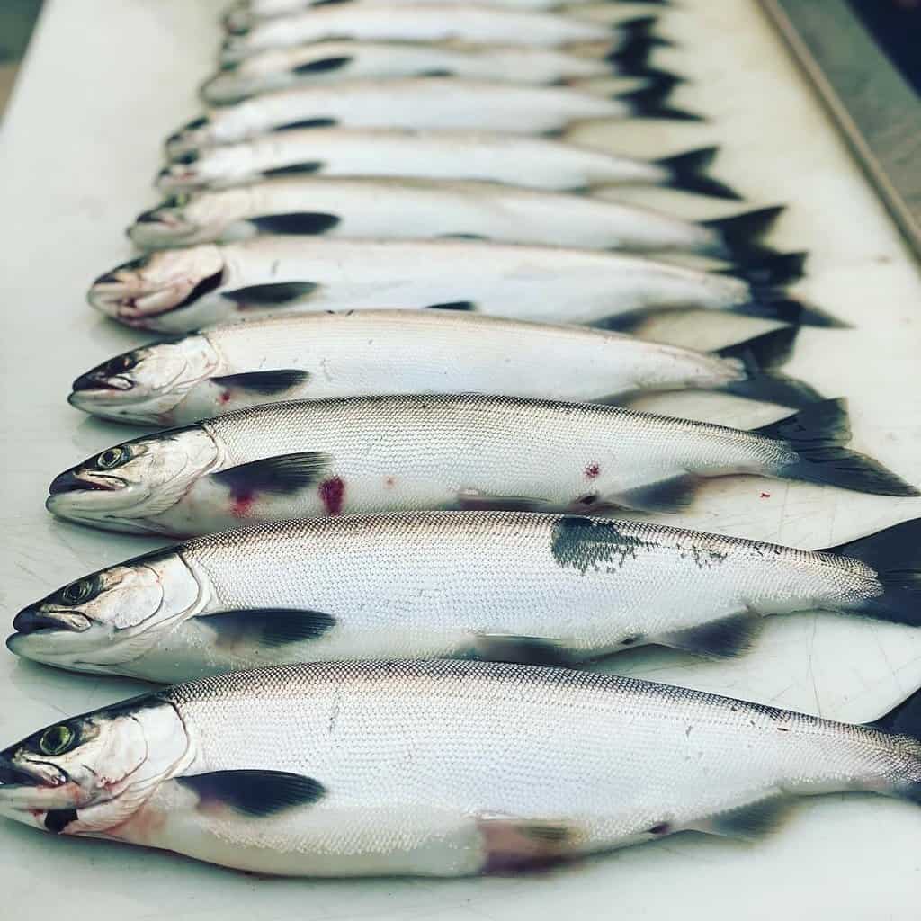 Line of fat kokanee on a cleaning table after fishing at Whiskeytown Lake