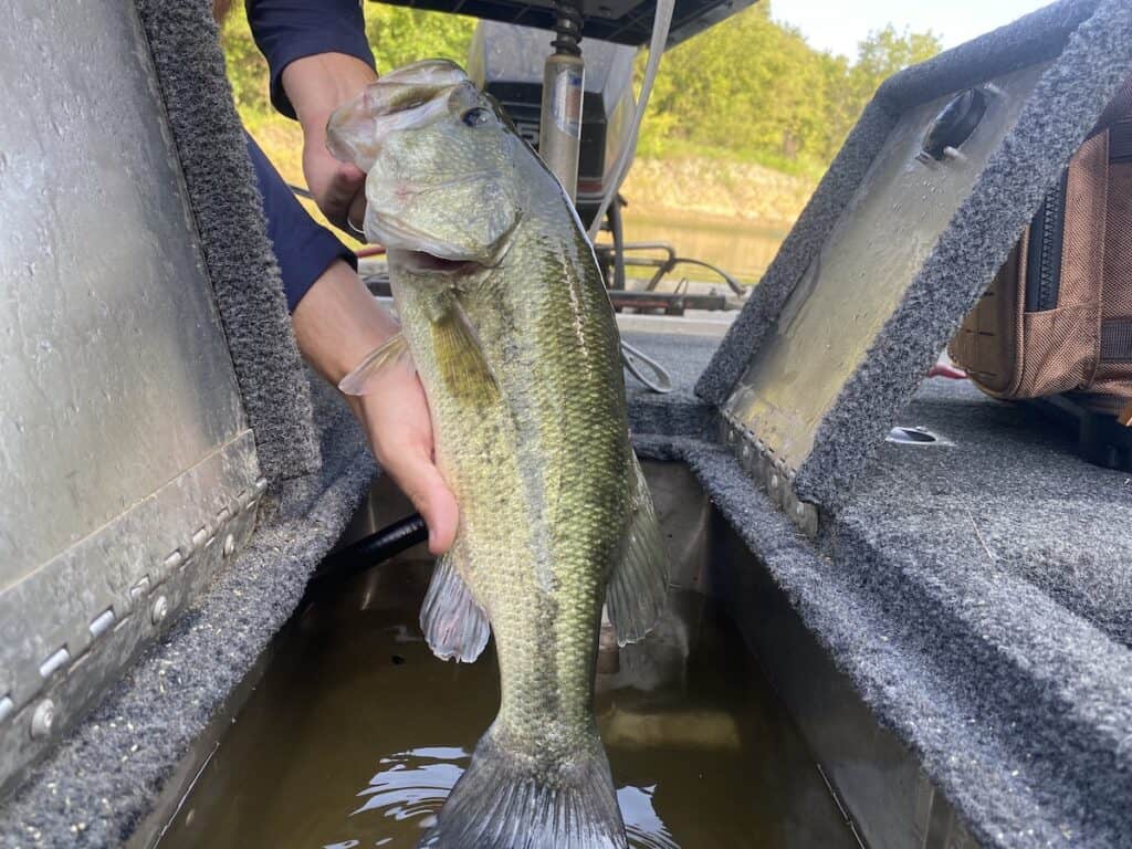 An angler's hands cradle a live largemouth bass just above the water of a boat's live well.