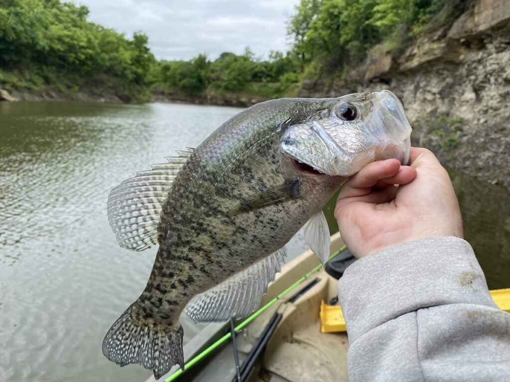 An angler holds up a nice-sized crappie caught fishing in Oklahoma, with the lake's creek arm in the background.