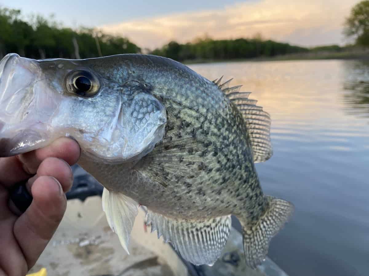 An angler holds up a crappie caught fishing in Oklahoma, with an orange sky at sunset in the background.