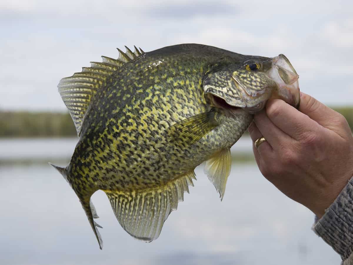 A freshly caught crappie in an angler's hand with a lake in the background.