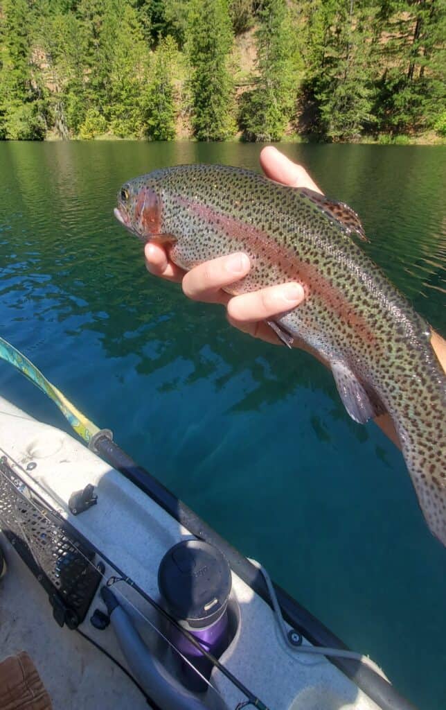 An angler holds a rainbow trout caught in Harriet Lake.