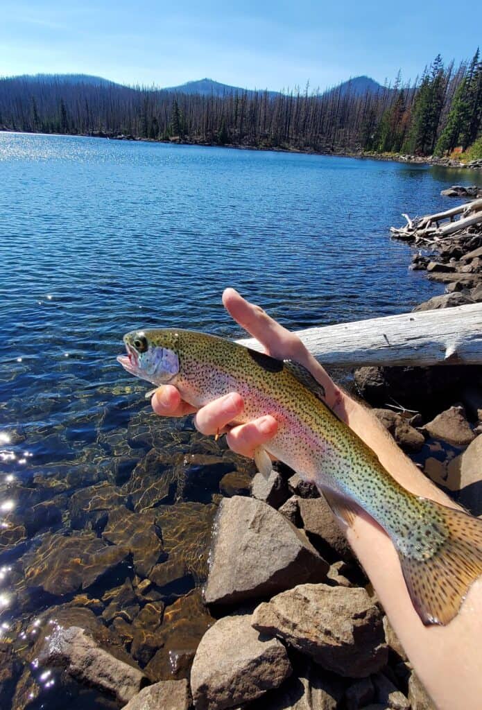 An angler holds up a rainbow trout caught while fishing in Olallie Lake in Oregon. Charred trees in the background remain after a forest fire.