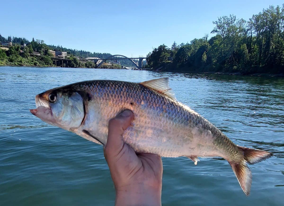 An angler's hand holds up a shad caught in Oregon.