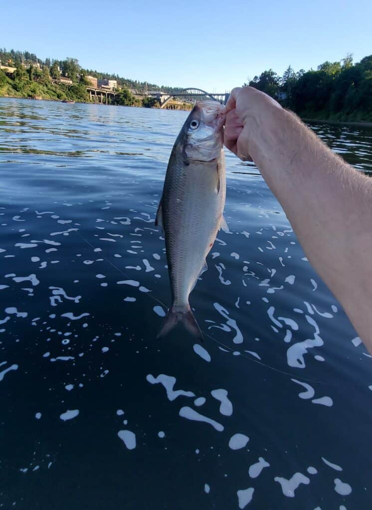 An angler's hand holds up an American shad caught while fishing in the Willamette River in Oregon.