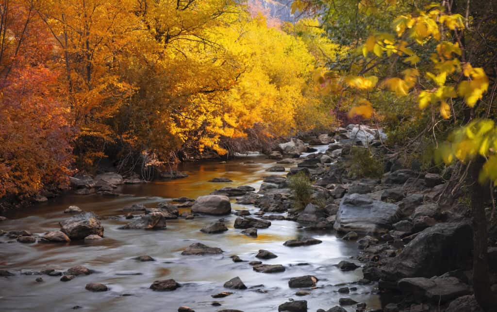 Upper reaches of the Ogden River flow peacefully beneath yellow, orange and red leaves in autumn.