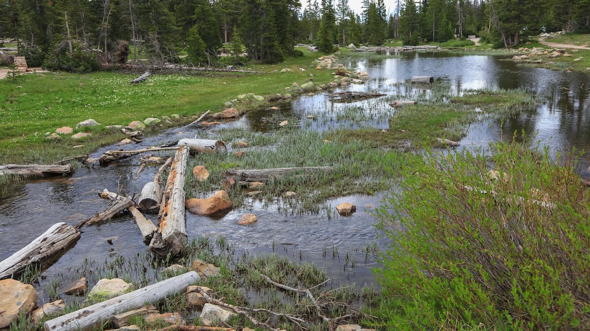 Scenic view of the Provo River flowing through a quiet meadow.