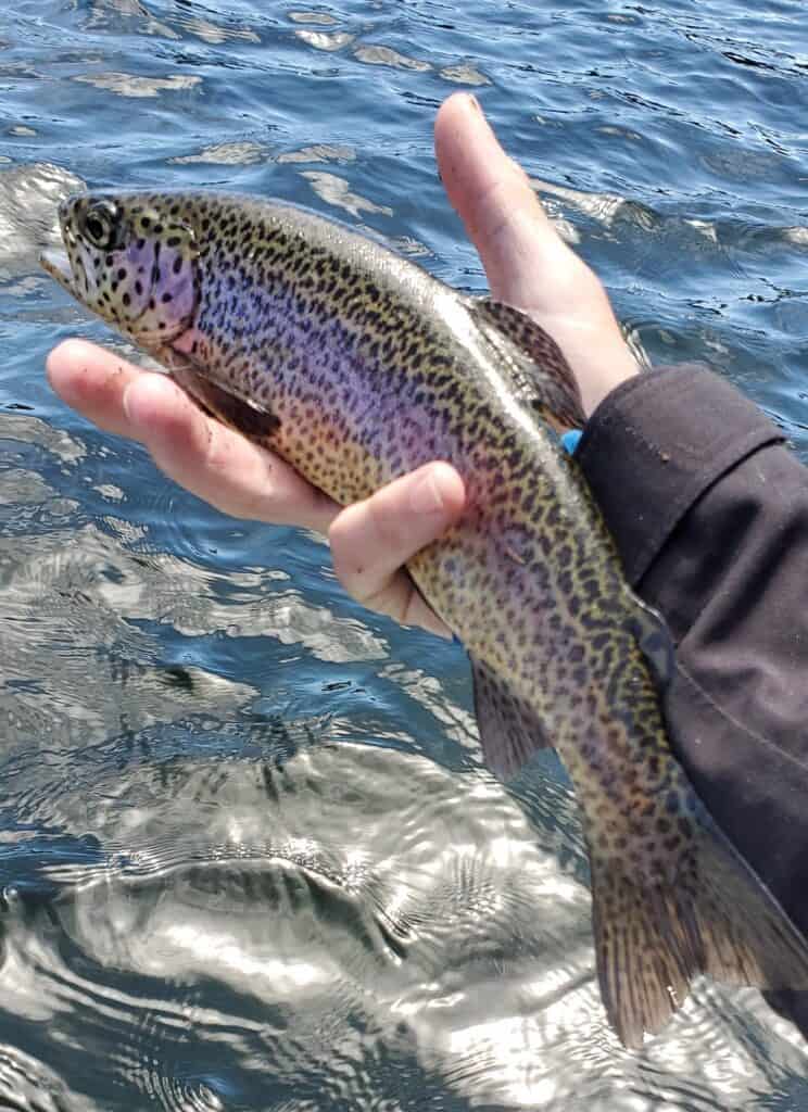 A brightly colored rainbow trout is held in a fisherman's hands over the shimmering water of Goose Lake, Washington.