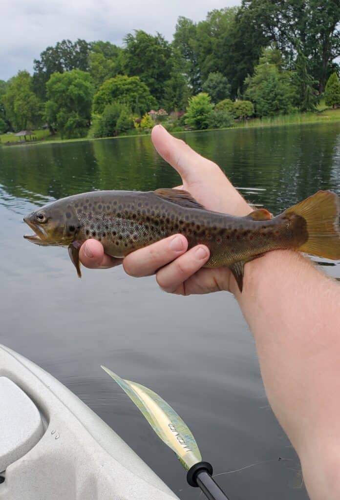 An angler holds a brown trout above the calm surface of Lake Sacajawea in Longview, Washington, with beautiful park trees and lawn in the background.