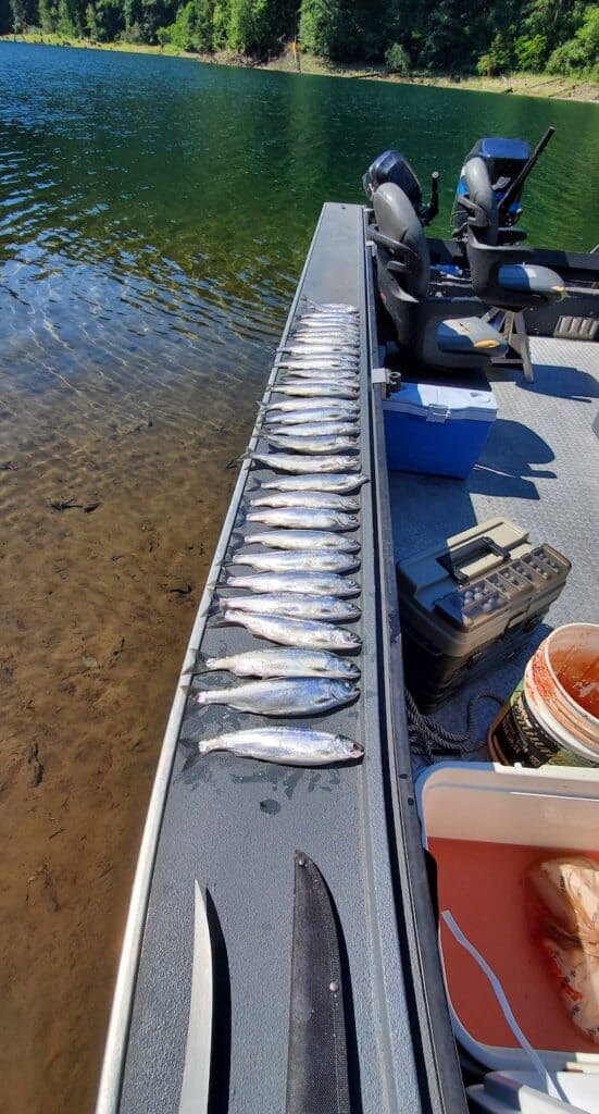 Kokanee caught while fishing in Yale Lake in Washington line the edge of a boat.
