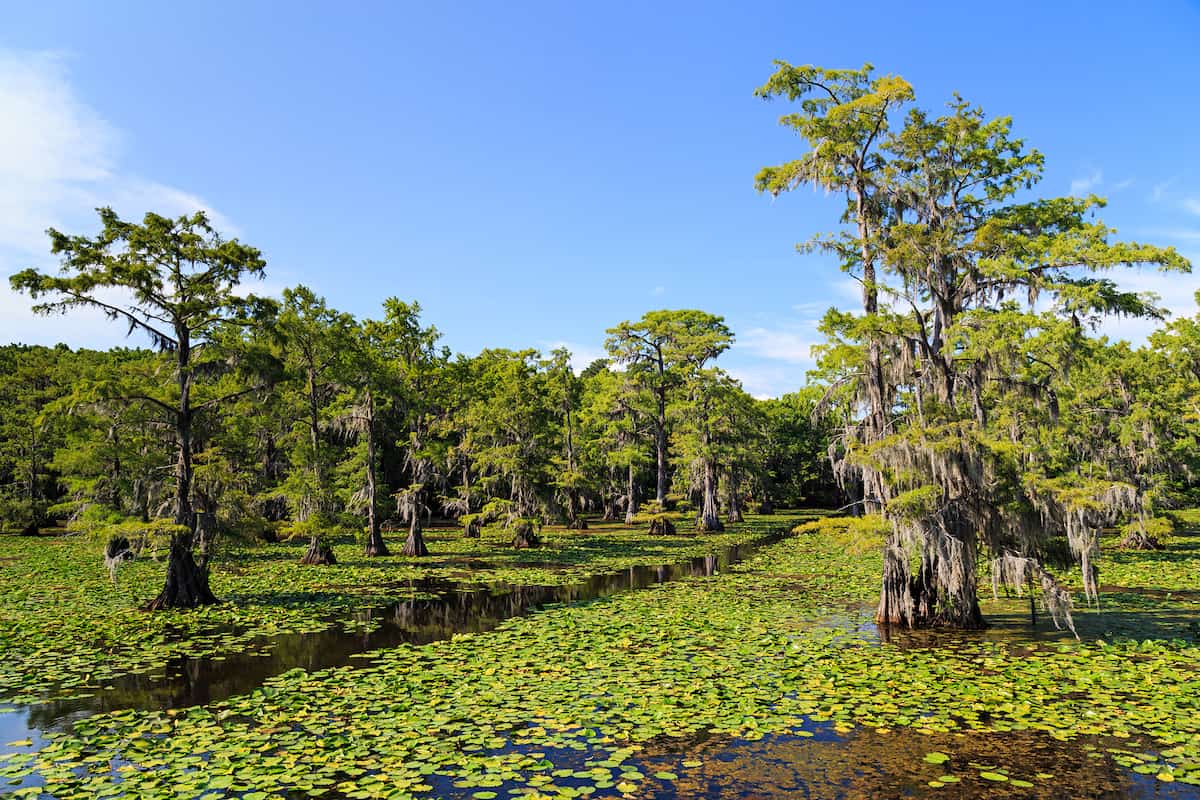 Lily pads surround cypress trees and nearly cover Caddo Lake in East Texas.