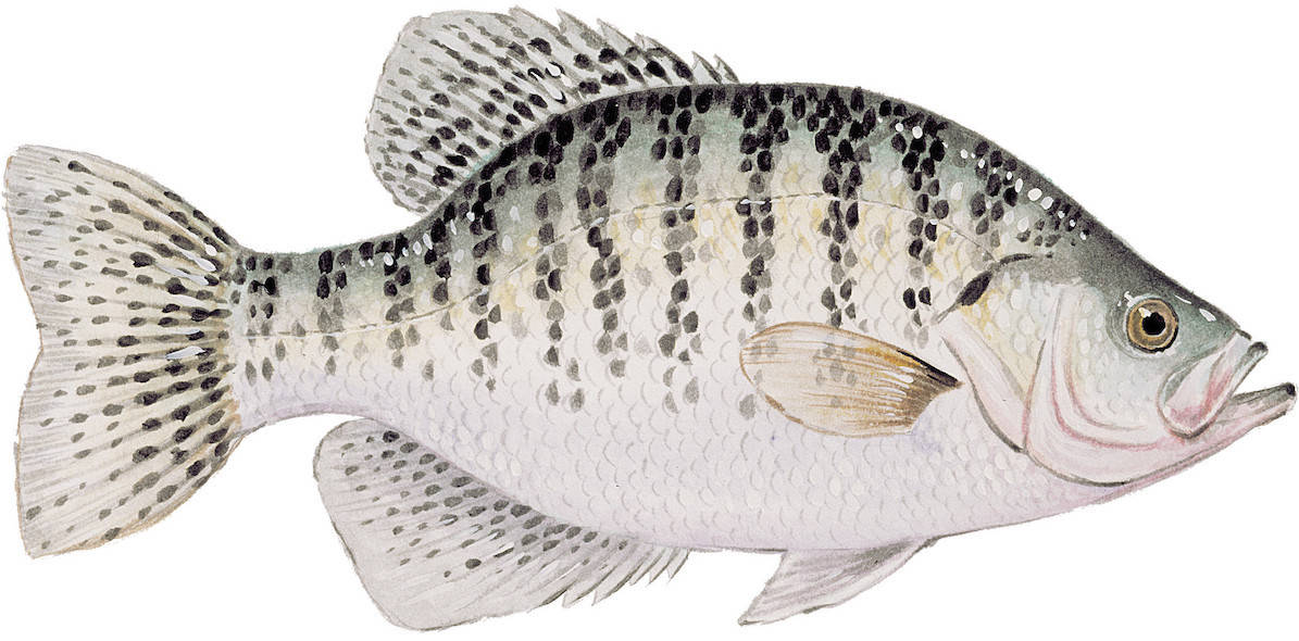Drawing of a white crappie from Texas Parks & Wildlife