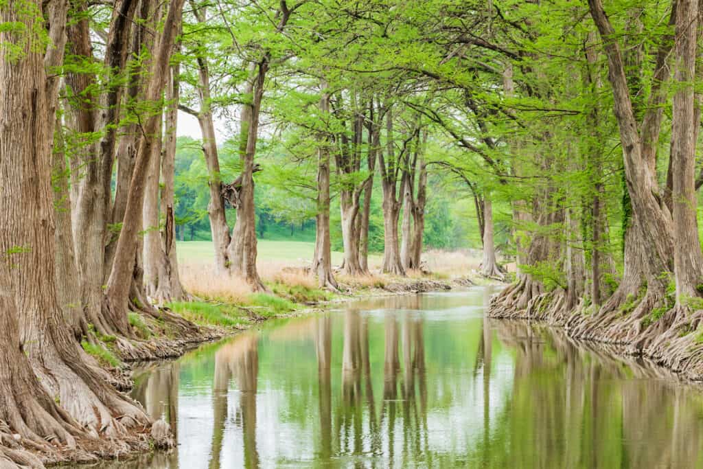 Guadalupe River flowing peacefully between banks lined with cypress trees.