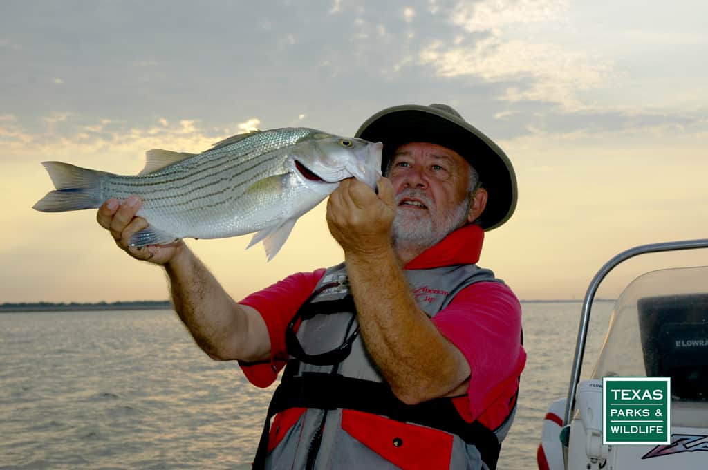 A man in a hat holds a freshly caught striped bass with a big Texas lake in the background.