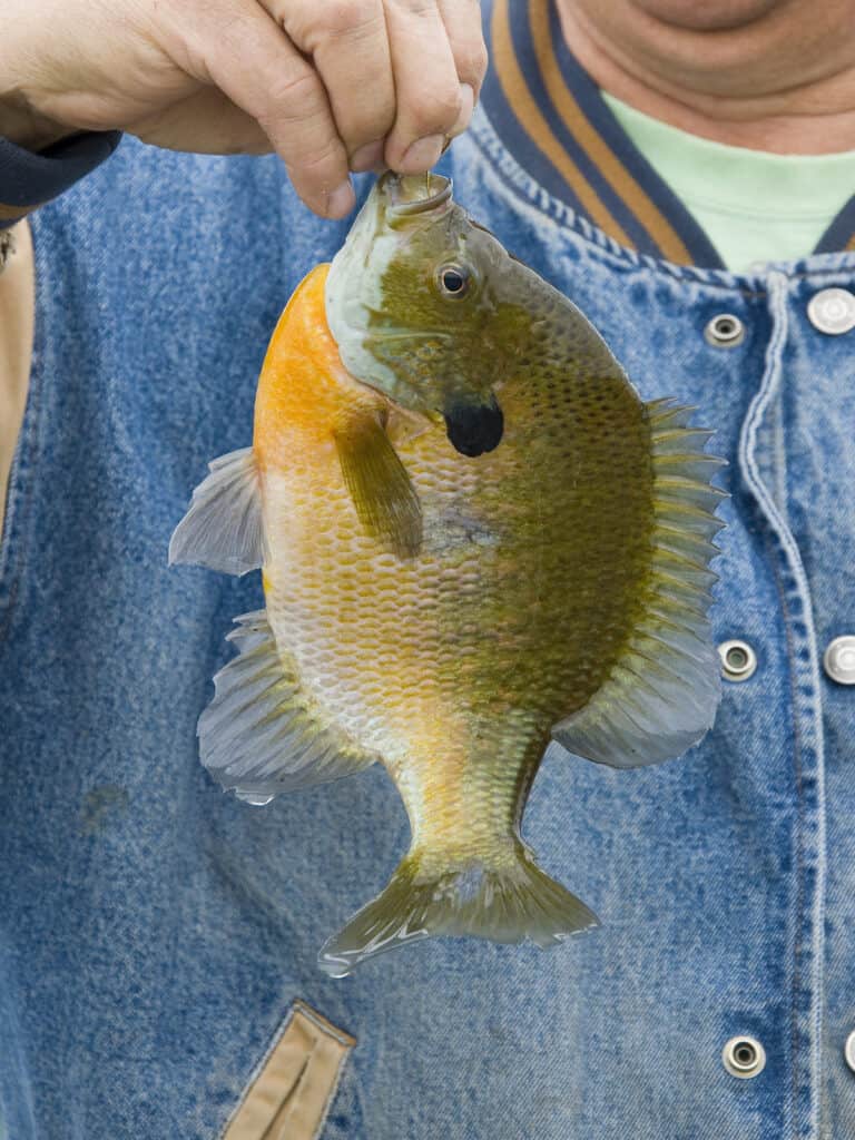 Closeup of an angler holding a bluegill up in front of his shirt. 