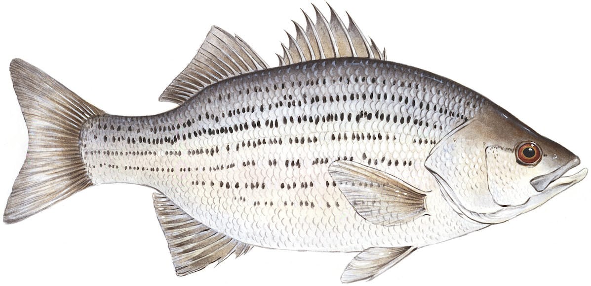 Drawing of a white bass.