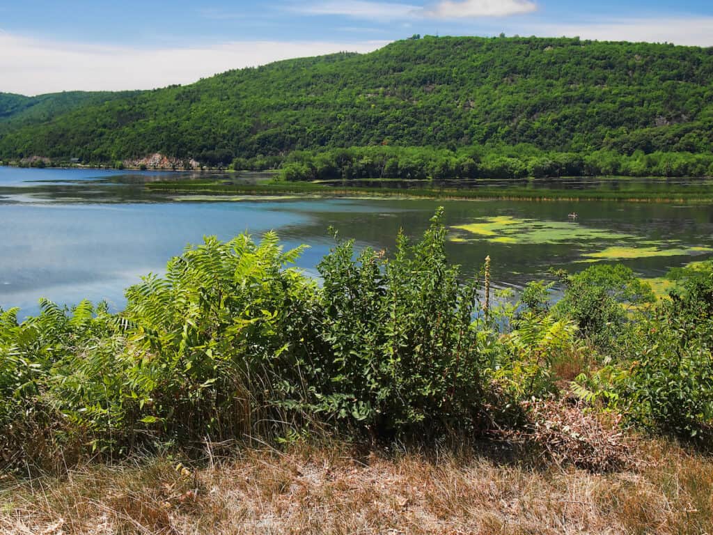 A weedy bay in Lake Champlain is a good spot to catch northern pike, largemouth bass and other fish species.