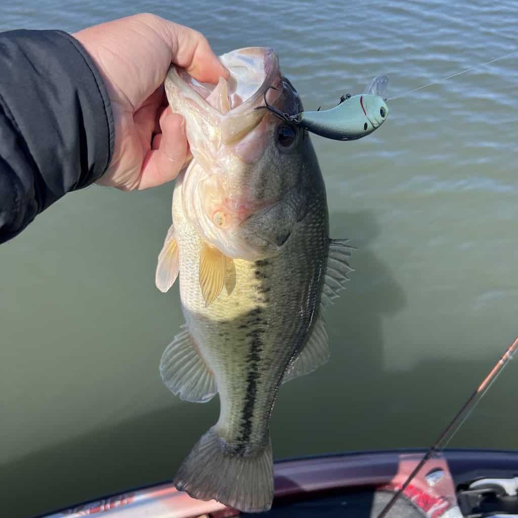An angler's hand holding the lip of a largemouth bass out over green water of Grand Lake, with a crankbait lure in the fish's mouth.