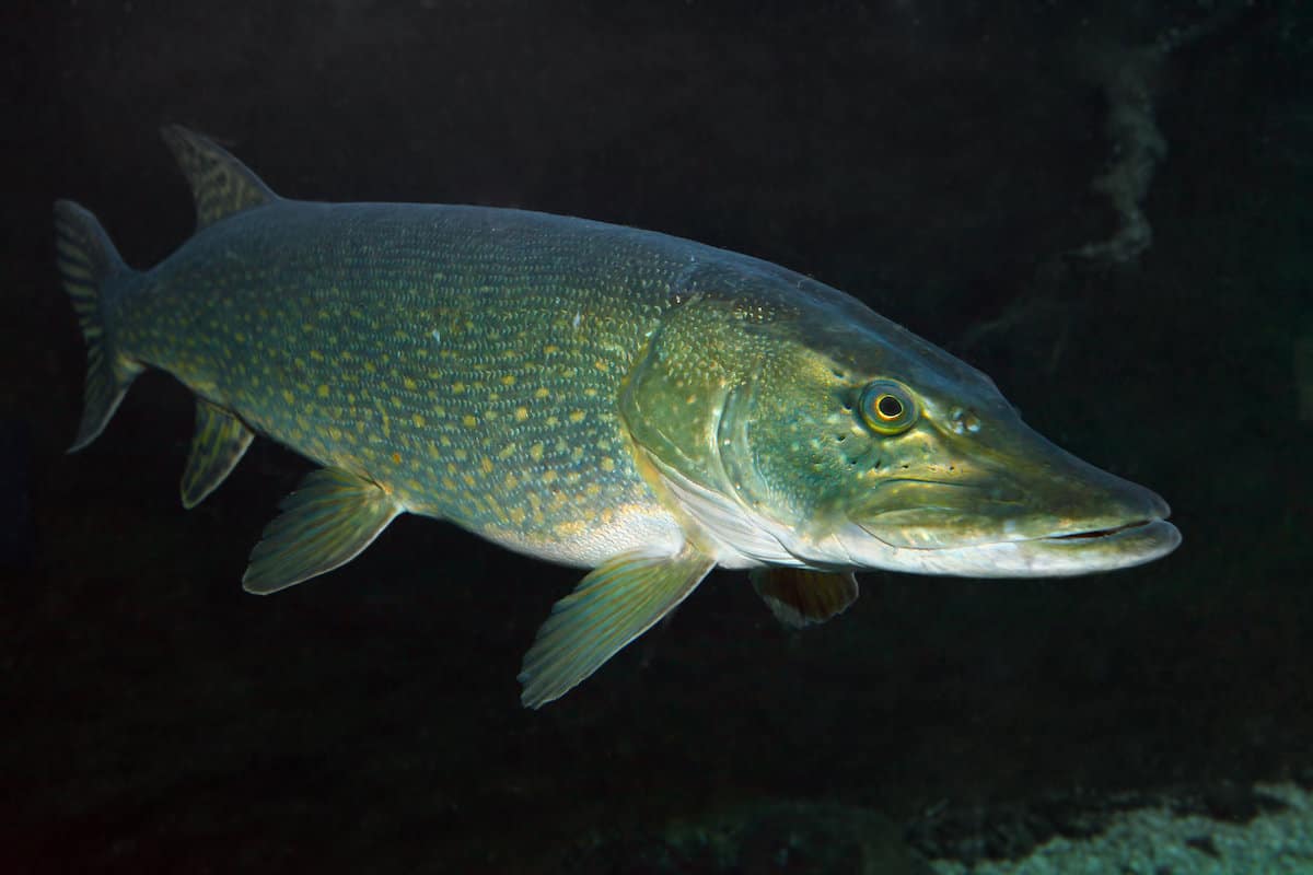 Closeup of northern pike swimming underwater.