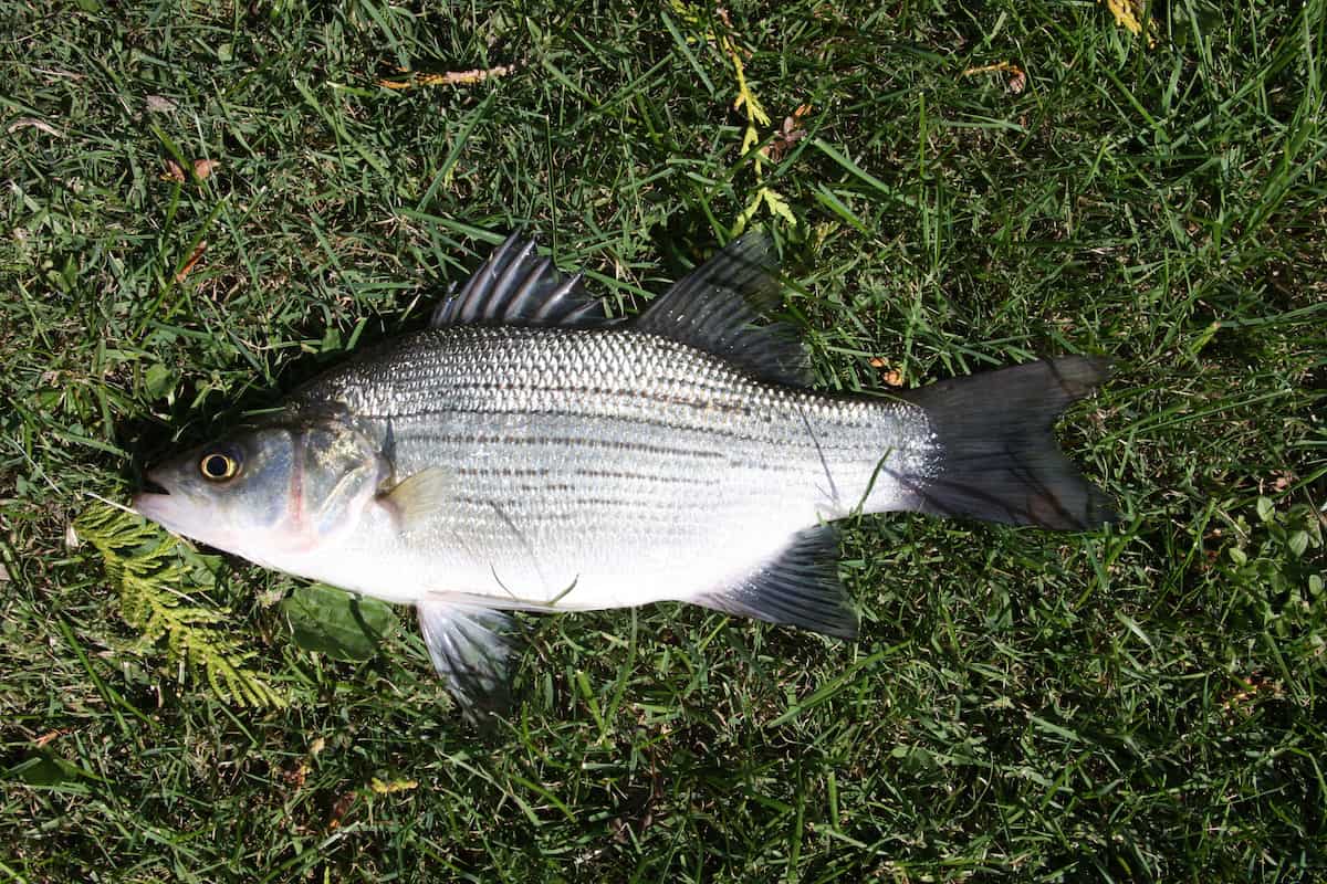 Closeup of a white bass on green grass.