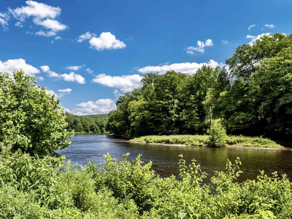Clarion River flowing through Cook Forest State Park, which offers good catfish fishing.