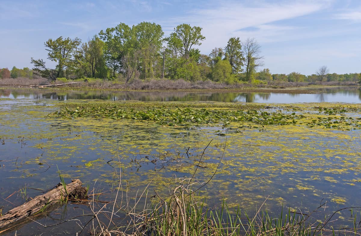 Lily pads and other vegetation on the surface of Presque Isle Bay provides excellent largemouth bass fishing.