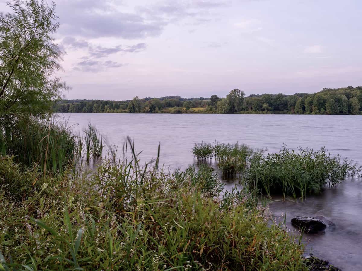 View of shoreline reeds and other muskie fishing habitat at Lake Wilhelm.