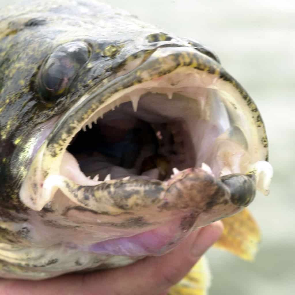 A closeup view of an open-mouthed saugeye caught in Ohio, including the fish's teeth.