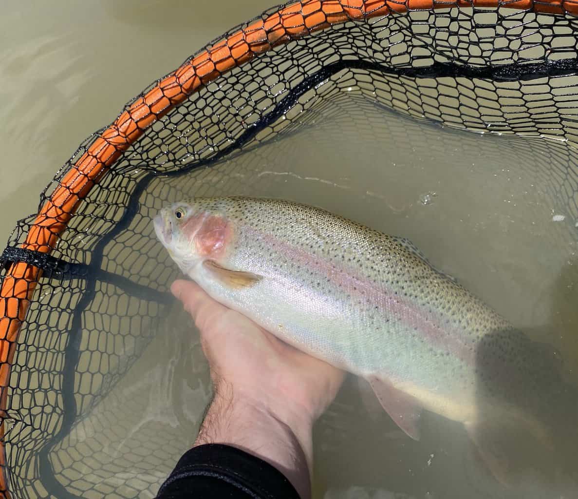 Freshly caught rainbow trout in a landing net at the Lower Illinois River.