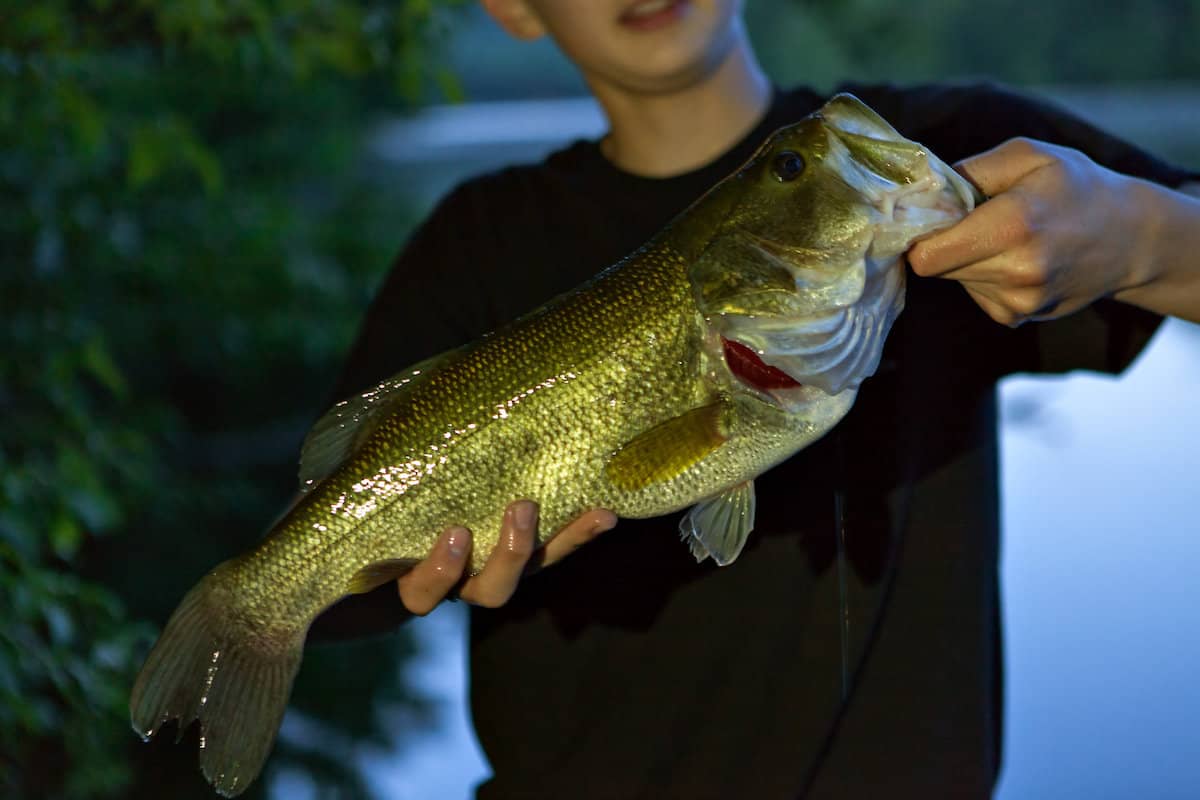 A good-sized largemouth bass held by teenager close to camera in low light conditions.