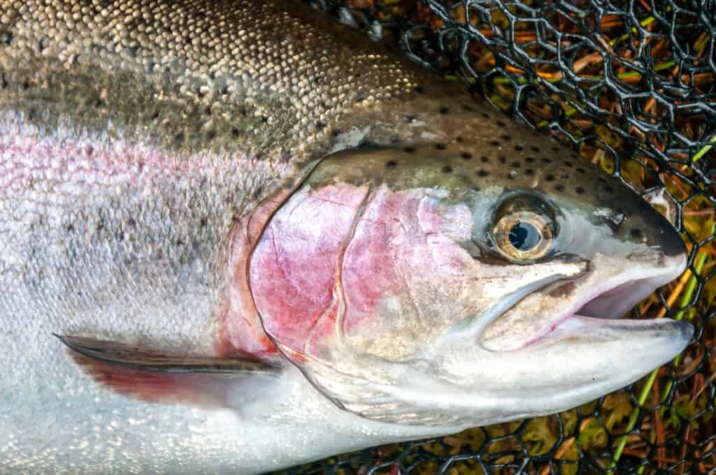 Closeup of a rainbow trout caught fishing.