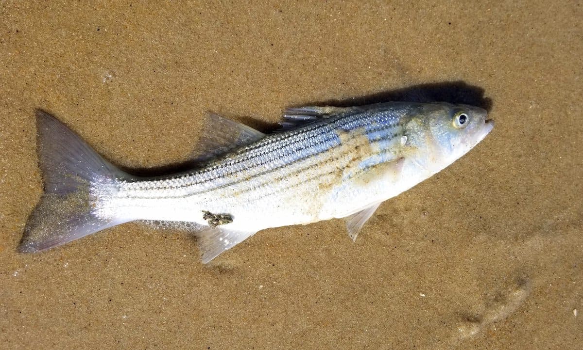A freshly caught striped bass on sand while fishing.