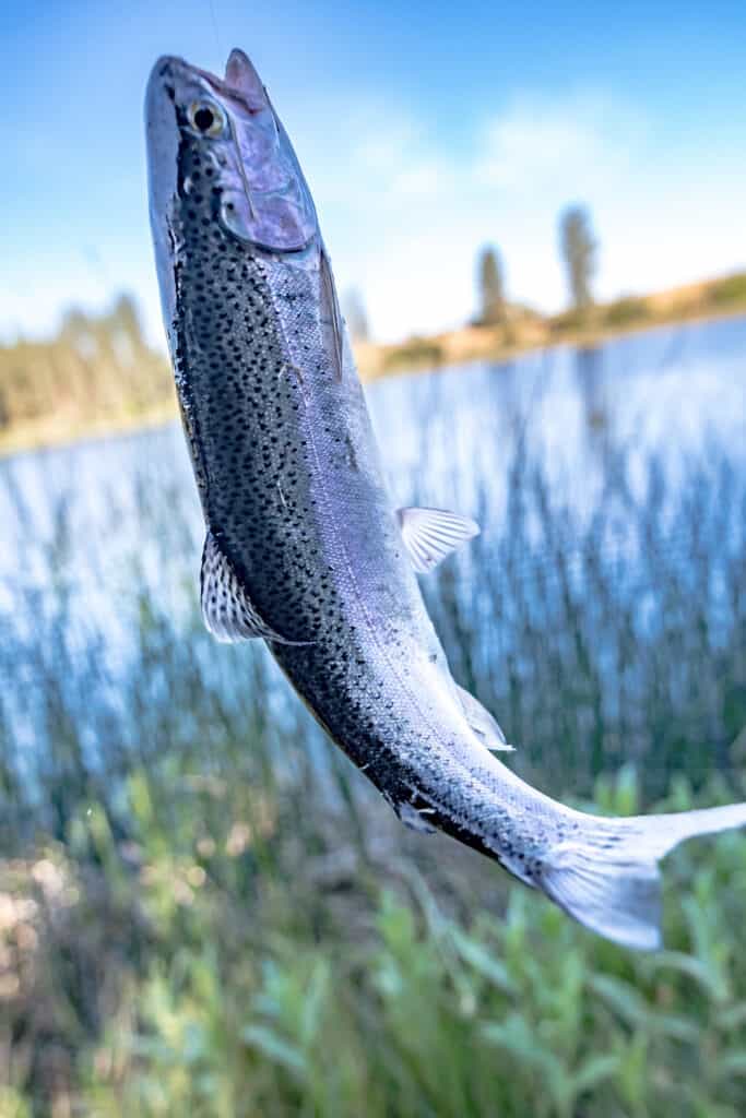 Fishing for trout in a small lake in Washington state.