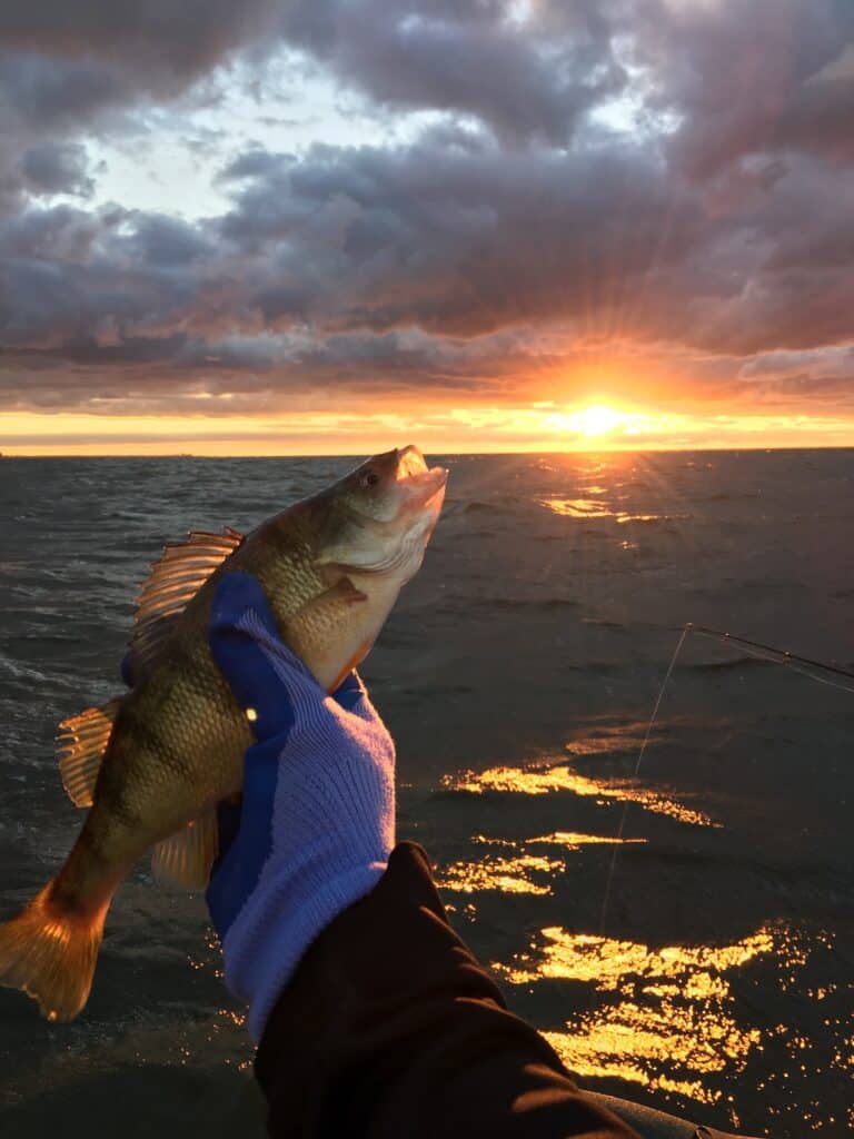 An angler's hand holds up a yellow perch with the sun setting over Lake Erie in the background.