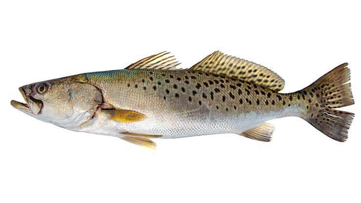 Speckled Trout Fishing: Simple How-To Techniques and Tips - Best Fishing in  America