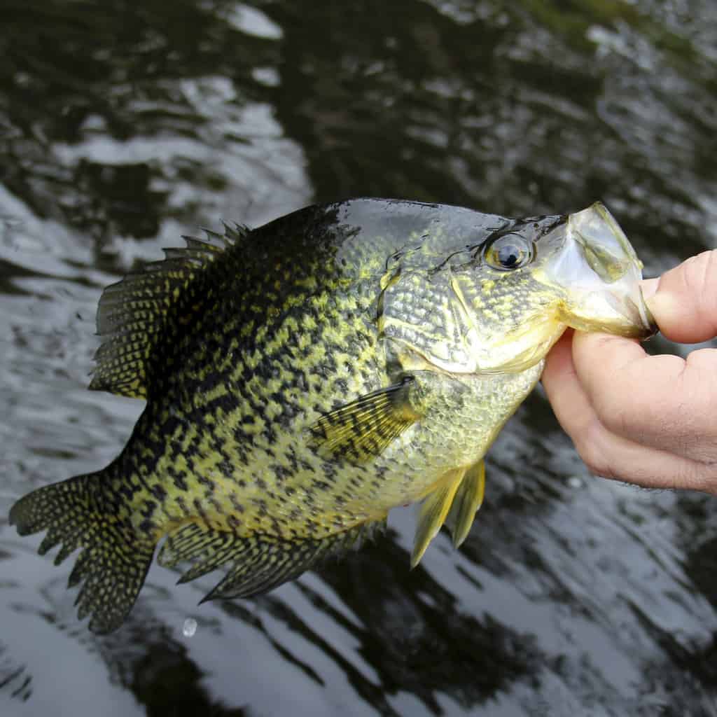 Fingers hold a crappie caught fishing and about to be released into water under the fish.