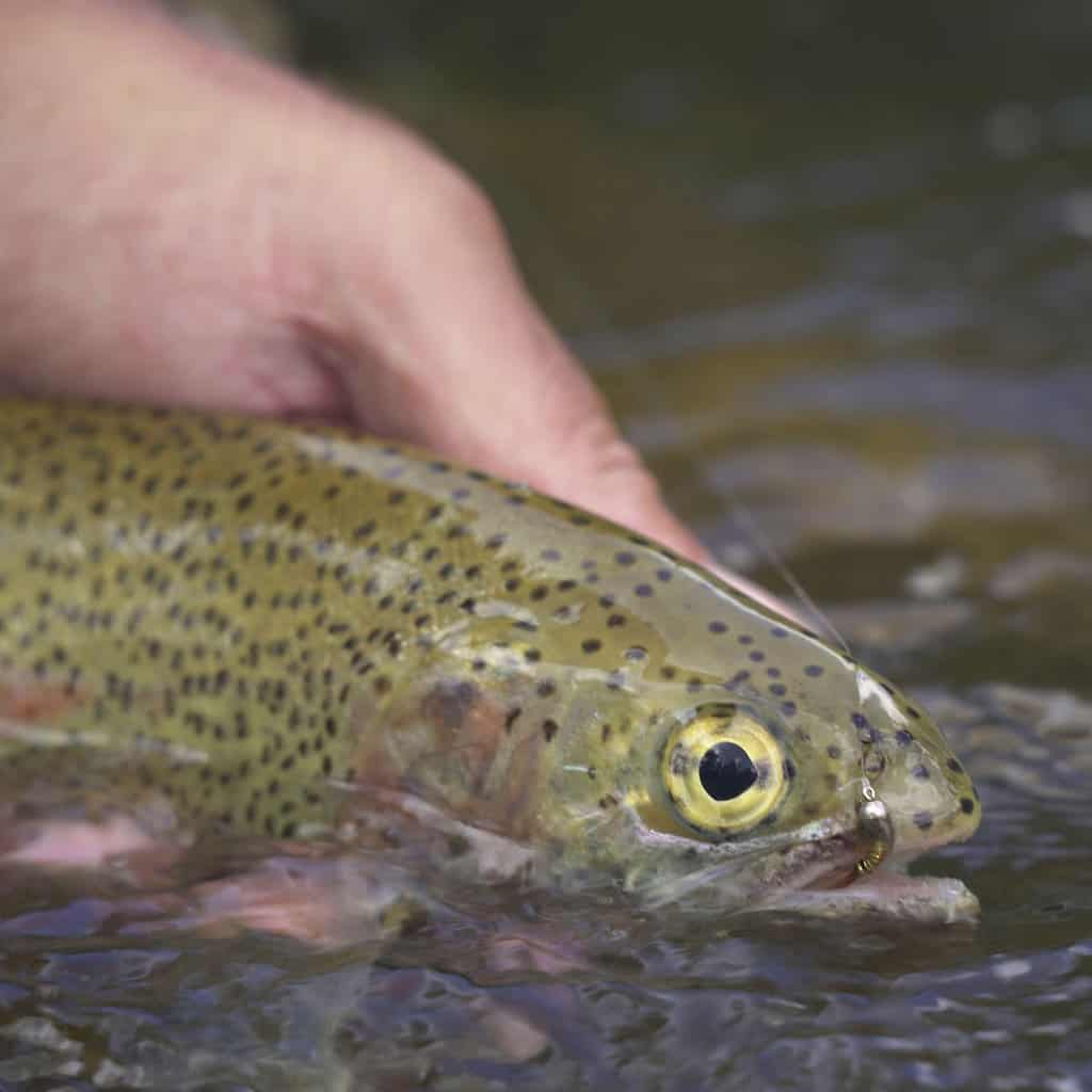 An angler's hand in moving water cradles a rainbow trout caught fishing in a stream.